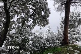 Xung quanh thị trấn là rừng thông và tuyết tùng nguyên sinh, nơi sinh sống của nhiều loài động vật quý hiếm. (Ảnh: Mạnh Hùng/TTXVN)