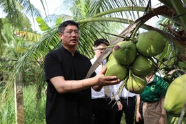 Ông Ngụy Hoa Tường, Tổng lãnh sự quán Trung Quốc tại Thành phố Hồ Chí Minh tham quan vườn dừa ở huyện Cầu Kè, Trà Vinh. (Ảnh: Thanh Hòa/TTXVN)