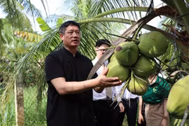 Ông Ngụy Hoa Tường, Tổng lãnh sự quán Trung Quốc tại Thành phố Hồ Chí Minh tham quan vườn dừa ở huyện Cầu Kè, Trà Vinh. (Ảnh: Thanh Hòa/TTXVN)