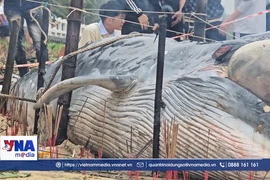 Cá Ông trôi dạt vào bờ biển Đà Nẵng 