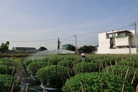 Người dân chăm sóc hoa Tết tại làng hoa Kim Dinh. (Ảnh: Hoàng Nhị/TTXVN)