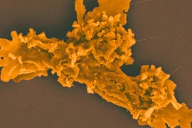 Ảnh chụp hiển vi các tế bào dạng amip đơn bào. (Ảnh: sciencealert.com)