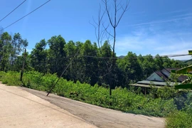 Người dân sử dụng cây tre, cây gỗ để chống đường dây điện các hộ tự kéo về sử dụng. (Ảnh: Đinh Hương/TTXVN)