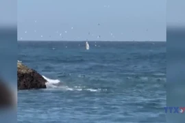 Cá voi khổng lồ xuất hiện ở Vịnh Nha Trang 