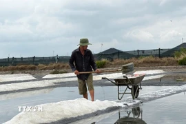 Dù thức xuyên đêm cào muối "chạy mưa" nhưng gia đình ông Lương Văn Được tại xã Long Điền (Thành phố Hồ Chí Minh) vẫn bị thiệt hại nặng. (Ảnh: Hoàng Nhị/TTXVN)