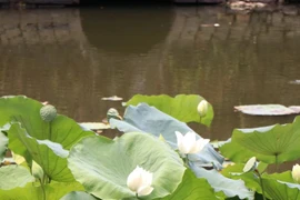 Hoa sen khoe sắc tô điểm vẻ đẹp Kinh thành Huế 