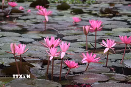 Giữa không gian sơn thủy hữu tình, từng cánh hoa súng mảnh mai nổi bật trên mặt nước phẳng lặng. (Ảnh: Thùy Dung/TTXVN)