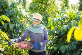 NESCAFÉ Plan là minh chứng tiêu biểu cho những nỗ lực phát triển bền vững, tiến tới mục tiêu "tái tạo" và "tái sinh" hệ sinh thái của Nestlé Việt Nam.