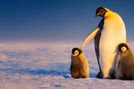 Poster bộ phim Secrets of the penguins. (Nguồn: Natgeotv)