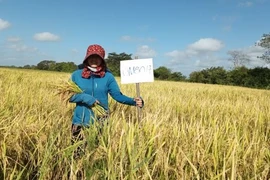 Chuyên gia nông nghiệp Trần Thị Thắm hạnh phúc bên cánh đồng lúa Việt Nam trên đất bạn Cuba. (Ảnh: Mai Phương/TTXVN)