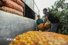 Vận chuyển quả mơ bị mưa đá làm rụng để mang đi tiêu thụ cho nhân dân bản Tòng Xét, phường Chiềng An (Sơn La). (Ảnh: Trọng Đạt/TTXVN)