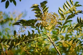 Cây Mắc Khén. (Nguồn: TTXVN)