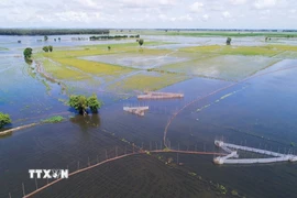 Người dân An Giang đặt vó đánh bắt cá trên cánh đồng ngập nước ở vùng biên giới. (Ảnh: Công Mạo/TTXVN)