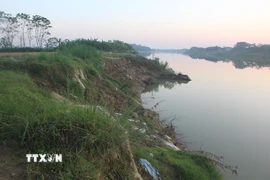 Tại thôn Yên Lạc, xã Vĩnh Lộc, dọc bờ sông Mã đoạn chảy qua địa bàn đang có nguy cơ sạt lở đất đất nông nghiệp của người dân và uy hiếp tính mạng của gần 20 hộ dân quanh vùng. (Ảnh: Khiếu Tư /TTXVN)
