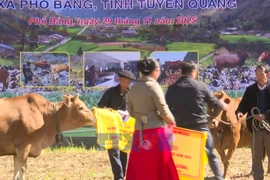 Tuyên Quang: Rộn ràng lễ hội bò đẹp ở xã biên giới Phố Bảng 