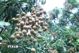 Nhãn đường phèn quả vuông là một trong giống nhãn đặc sản ở Hưng Yên. (Ảnh: Đinh Văn Nhiều/TTXVN)
