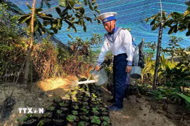 Người lính Trường Sa chắt chiu từng giọt nước ngọt để giữ màu xanh cho cây nơi đảo xa nắng gió. (Ảnh: TTXVN phát)