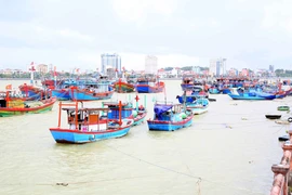 Toàn tỉnh Quảng Trị có 4.664 tàu có chiều dài từ 6m trở lên đã vào khu neo đậu tránh trú bão an toàn. (Ảnh: Tá Chuyên/TTXVN)