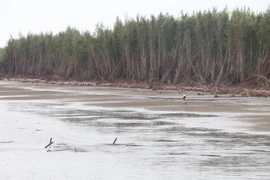 Vạt rừng (xã Tân Thủy) bị nước biển xâm thực gây chết cây và sạt lở đất. (Ảnh: Huỳnh Phúc Hậu/TTXVN)