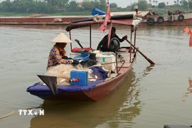 Cá mòi được đánh bắt bằng lưới truyền thống tại khúc sông Hồng chạy qua phường Phố Hiến (Hưng Yên). (Ảnh: Mạnh Khánh/TTXVN)