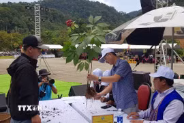 Ban giám khảo chấm điểm các cây Sâm Ngọc Linh tại hội thi. (Ảnh: Trần Tĩnh/TTXVN)