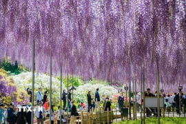 Du khách chiêm ngưỡng vẻ đẹp hiếm có của đường hầm hoa tử đằng tím. (Ảnh: Xuân Giao/TTXVN)