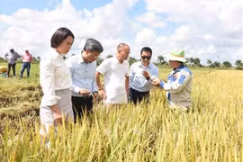 Sản xuất lúa gạo-Điểm sáng trong quan hệ hợp tác nông nghiệp Việt Nam-Cuba. (Nguồn: TTXVN)
