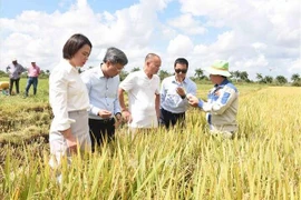Sản xuất lúa gạo-Điểm sáng trong quan hệ hợp tác nông nghiệp Việt Nam-Cuba. (Nguồn: TTXVN)