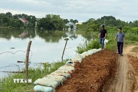 Đê tả sông Hoàng đoạn chảy qua xã Triệu Sơn xảy ra sự cố phát hiện hố sụt và nguy cơ tràn đê. Chính quyền địa phương đã kịp thời khắc phục. (Ảnh: Nguyễn Nam/TTXVN)
