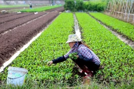 Chăm sóc rau màu trên cánh đồng thôn Đông Cao (xã Tráng Việt, huyện Mê Linh). (Ảnh: Kinh tế Đô Thị)