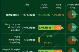 Năm 2024: Cả nước có hơn 14,87 triệu ha rừng 