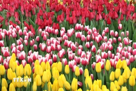 Hoa tulip nở rộ với nhiều sắc màu tại Quảng trường Quốc gia, Washington D.C. (Ảnh: Ngọc Quang/TTXVN)
