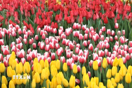 Hoa tulip nở rộ với nhiều sắc màu tại Quảng trường Quốc gia, Washington D.C. (Ảnh: Ngọc Quang/TTXVN)