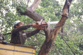 Sở Xây dựng thành phố Hà Nội yêu cầu việc chặt hạ, di dời cây xanh phải hoàn thành trong 30 ngày kể từ ngày được cấp phép.