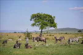 Khu bảo tồn quốc gia Masai Mara ở Kenya (Ảnh: THX/TTXVN)