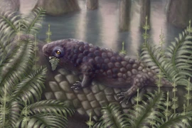 Tyrannoroter heberti, động vật có xương sống ăn cỏ trên cạn. (Nguồn: Sci)