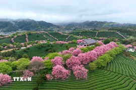 Hoa anh đào nở rộ tại tỉnh Phúc Kiến, Trung Quốc. (Ảnh: THX/TTXVN)