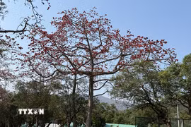 Hoa gạo nở vào cuối tháng 2 cho đến đầu tháng 3 ở Hong Kong. (Ảnh: Mạc Luyện/TTXVN)