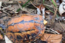 Ảnh minh họa. (Nguồn: PT)