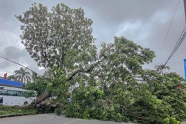 Cây xà cừ cao hơn 20m bật gốc chắn ngang đường Cách Mạng Tháng Tám (phường Bình Thủy, thành phố Cần Thơ) ngày 12/11. (Ảnh: TTXVN phát)