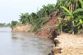 Sạt lở khiến nhiều diện tích hoa màu của người dân bị nước cuốn trôi. (Ảnh: Tạ Toàn/TTXVN)