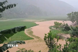 Nhiều cánh đồng lúa của tỉnh Lào Cai bị ngập do nước lũ. (Ảnh: TTXVN phát)