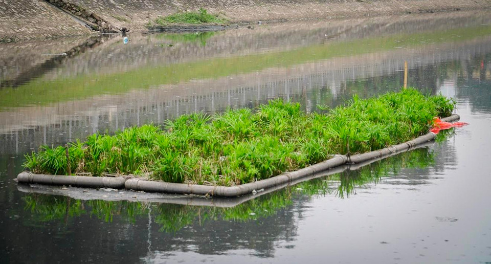  Những khóm bè thủy sinh xanh tươi giữa lòng sông. (Ảnh: PV/Vietnam+)