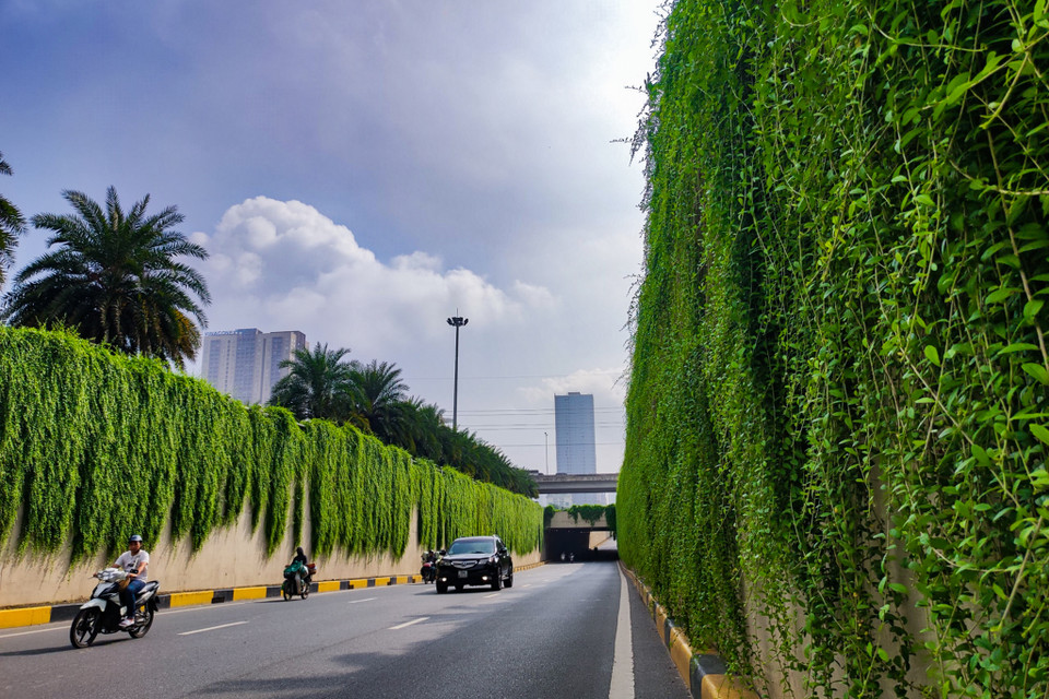 Đây là cây cúc tần Ấn Độ, loài cây này sinh trưởng quanh năm do không bị rụng lá sinh lý vào mùa Đông. (Ảnh: Hoài Nam/Vietnam+)