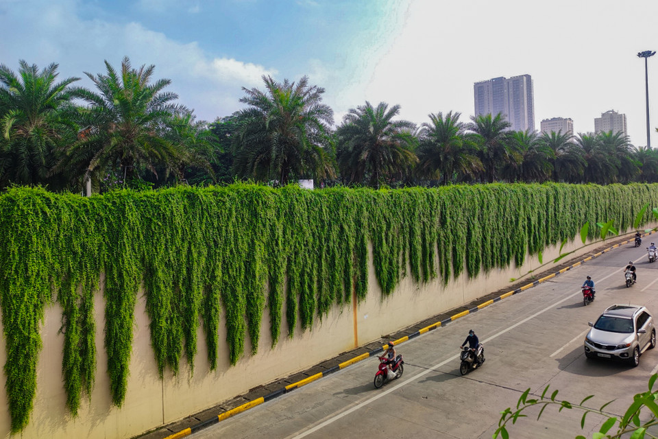 Chúng có tên khoa học là Vernonia elliptica, thuộc họ nhà cúc. Là cây thực vật có tuổi thọ lâu năm và nguồn gốc từ Ấn Độ. Sở dĩ chúng có tên gọi như vậy để dễ phân biệt với các loại dây rũ khác và tạo ra được nét riêng của mảnh đất Ấn Độ. (Ảnh: Hoài Nam/Vietnam+)