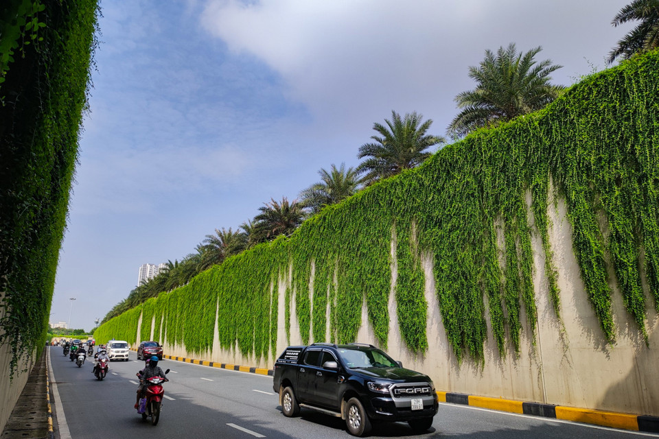 Không chỉ tạo cảnh quan xanh mát giữa cái nắng gay gắt của mùa Hè mà chúng còn có tác dụng lọc không khí rất tốt, đem lại không khí mát lành. (Ảnh: Hoài Nam/Vietnam+) 
