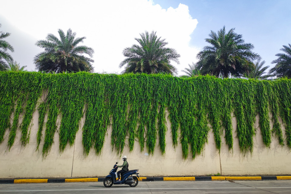 Cây có khả năng sinh trưởng và phát triển rất nhanh và đẹp. Sở hữu thân cây mỏng manh màu xanh nhưng cây có khả năng dài đến 30m. (Ảnh: Hoài Nam/Vietnam+)