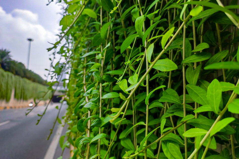 Cúc tần Ấn Độ sở hữu bộ lá khá dày dặn và xanh mướt quanh năm. Lá có hình ovan thuôn dài khoảng 3-10 cm, đuôi lá nhọn và tù, cuống lá ngắn, có mép thắng không răng cưa.