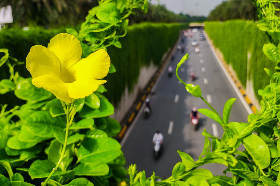 'Lá phổi xanh' giữa hai bức tường bê tông của hầm chui Trung Hòa không chỉ tạo cảnh quan thiên nhiên đẹp như tranh mà còn giúp người dân di chuyển qua cảm nhận được rõ rệt sự tươi mát giữa mùa Hè. (Ảnh: Hoài Nam/Vietnam+)