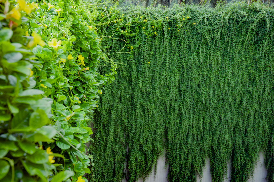 Cây cúc tần tượng trưng cho sự mạnh mẽ và dẻo dai, lá cây luôn xanh tốt và gắn kết với nhau tạo ra những bức tường xanh đặc sắc. (Ảnh: Hoài Nam/Vietnam+)